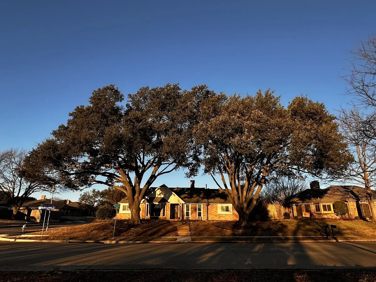 Established residential canopy tree shading a home in Arthur